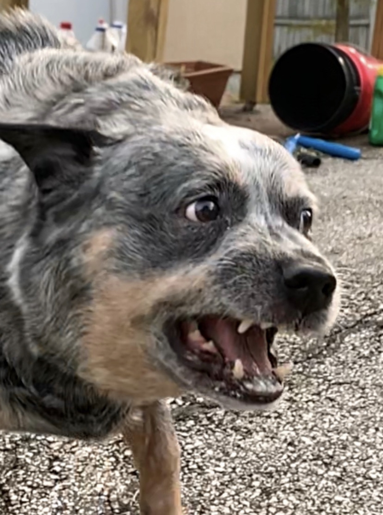 Australian Cattle Dog